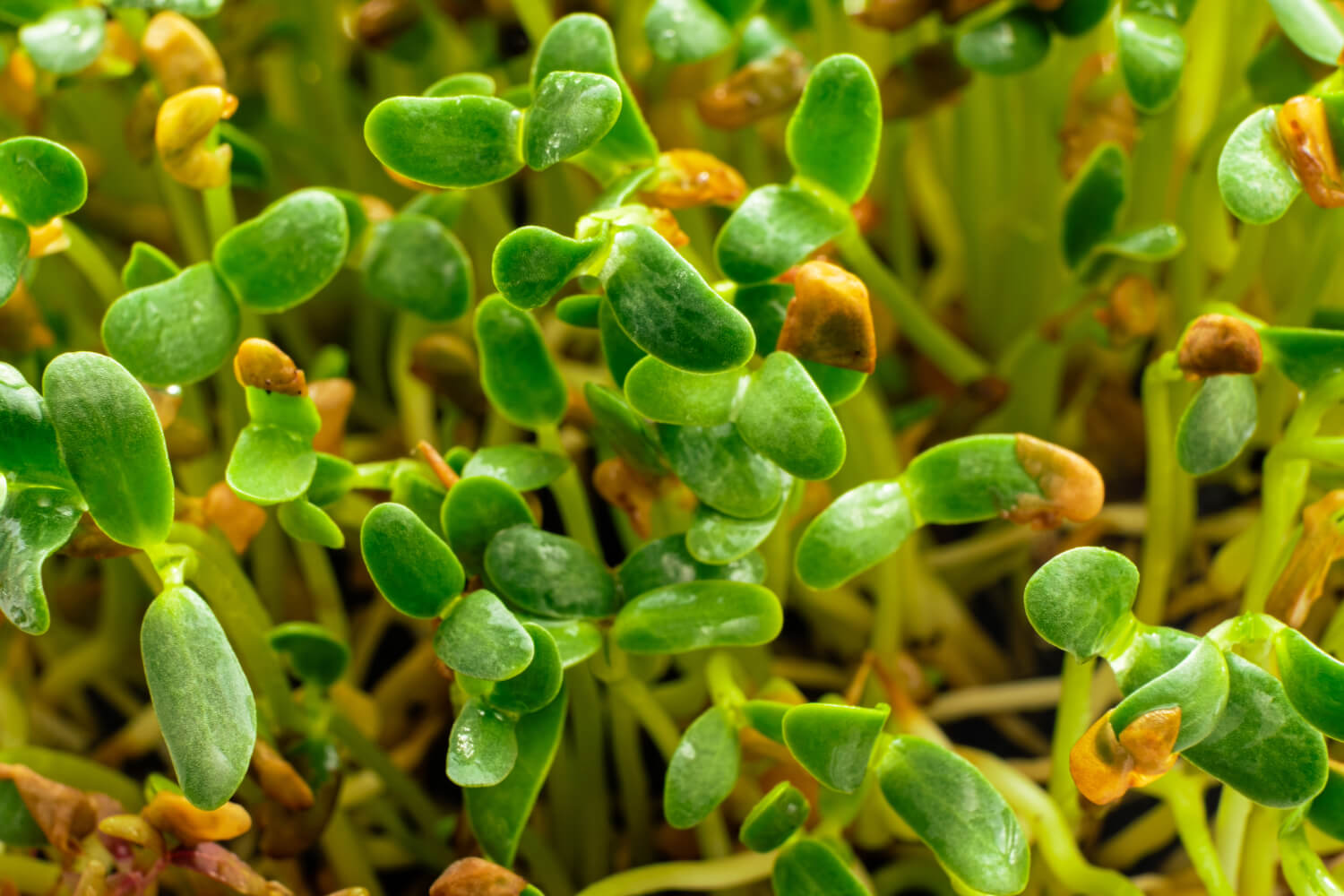 All About Fenugreek