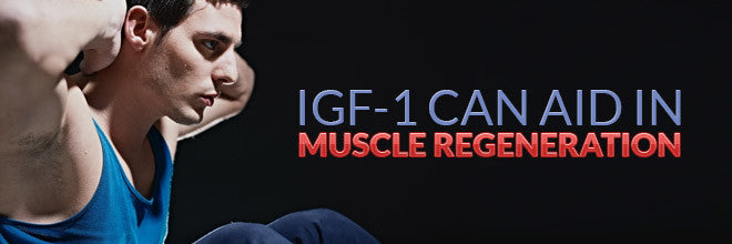 IGF-1 Can Aid In Muscle Regeneration