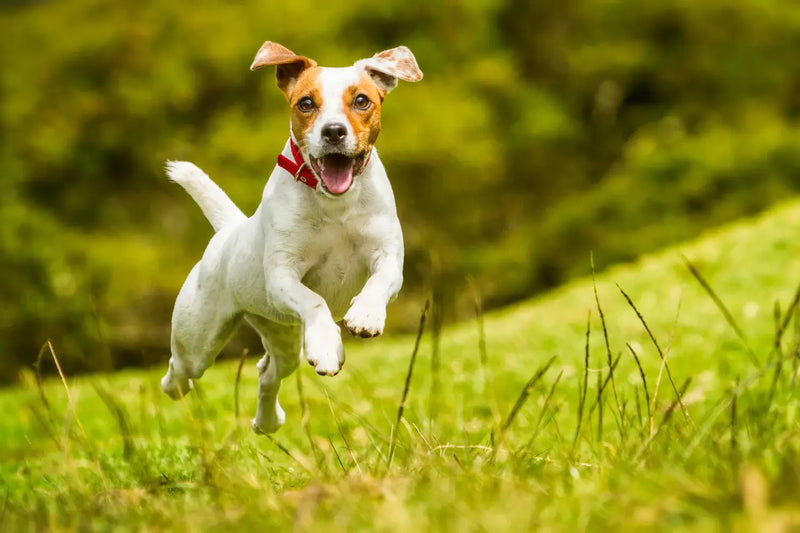 A small, happy dog with a primarily white coat and brown patches is mid-leap in a grassy field. The dog has perked ears and a vibrant expression, showcasing its excitement. It wears a red collar and is surrounded by lush greenery, with soft-focus blurred background elements emphasizing the dog's playful movement.