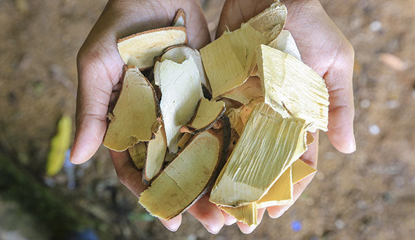 A pair of hands holding a handful of irregularly shaped pieces of wood. The wood slices are light in color, ranging from pale yellow to cream, with some pieces having rough edges and natural grain patterns. The background features blurred earth and foliage, suggesting an outdoor setting.