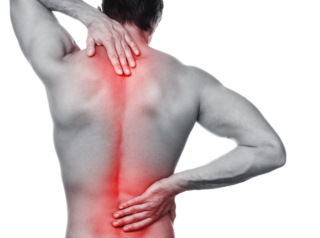 Deer Antler Velvet For Back Pain