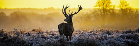 Deer Antler Velvet is Humane