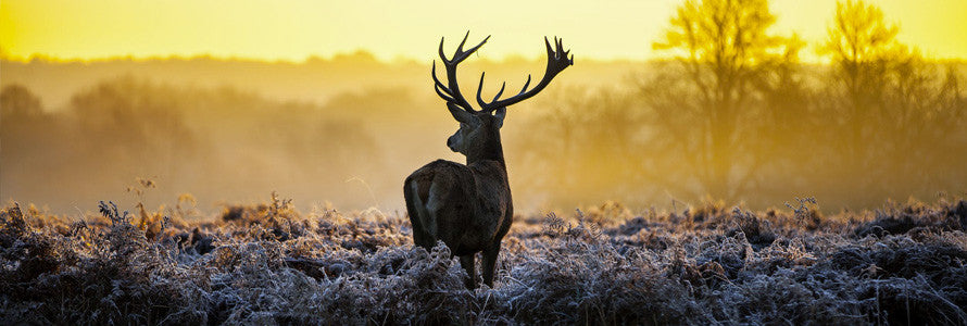 Deer Antler Velvet is Humane