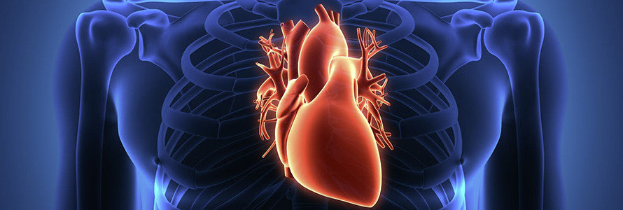 IGF-1 Could Help Promote Heart Health