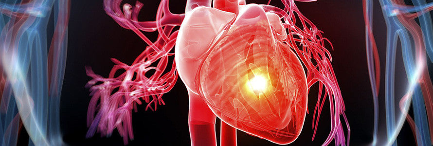 IGF-1 Can help With Heart Function