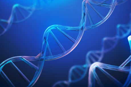 How IGF-1 Is Naturally Produced