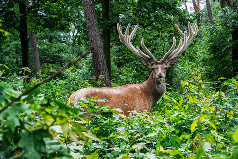 Nutronics Labs Is The Best Source For Deer Antler Velvet