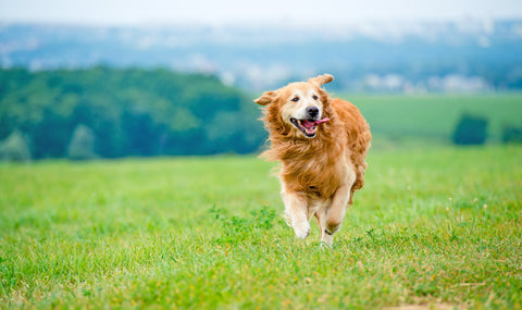 The Ultimate Guide To Deer Antler Velvet for Dogs