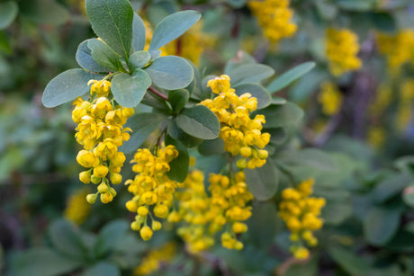 How Does Berberine Work?