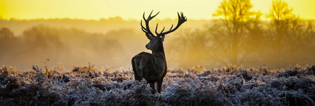 How is Deer Antler Velvet Harvested?
