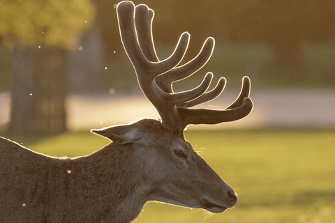 What Is In Deer Antler Velvet Spray?