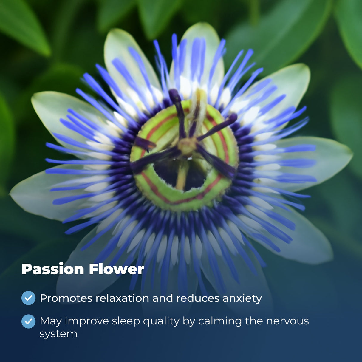 All Natural Sleep Miracle Plus